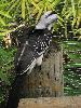 IMG_0521.JPG