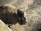 IMG_0534.JPG