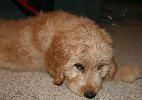 puppy2.jpg