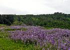 06-01-09 037_edited.jpg