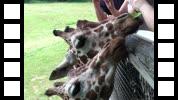 IMG_0040.MOV