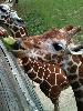 giraffe.JPG