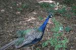 IMG_0102.JPG