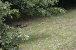 IMG_0332.JPG