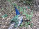 IMG_1172.JPG