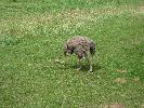 IMG_1181.JPG
