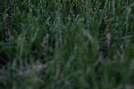 IMG_7487.JPG