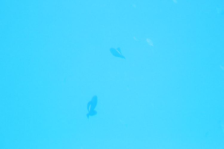 IMGL0930.JPG